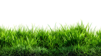 Lush, Green Grass Detail, Isolated, Fresh Blades, Ground Level, cut out transparent