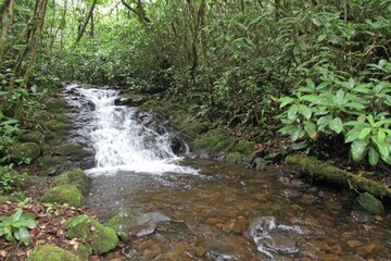 Cascading stream in a lush forest