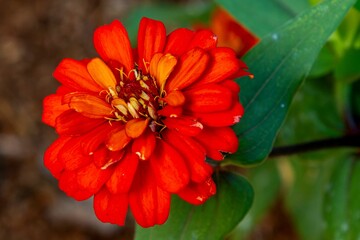 Vibrant red zinnia flower close-up