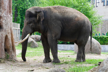 Elephant enjoying a peaceful day in the zoo's outdoor habitat in the afternoon sunlight