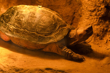 Turtle resting in warm enclosure at a nature center during daylight hours