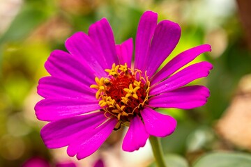 Obraz premium Vibrant pink zinnia flower close-up