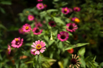 Brilliance of zinnias in full bloom