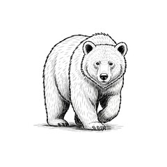 Fototapeta premium Detailed illustration of a walking bear in black and white 