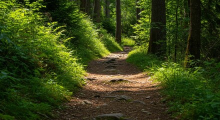 Fototapeta premium Sunlit Forest Path Through Lush Green Woods