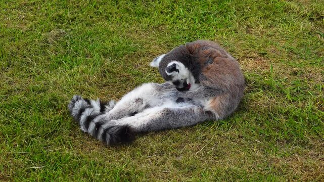 Ring-tailed lemur (lemur catta) grooms himself, cleans his  penis