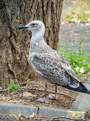 Seagull near a tree in a natural setting.