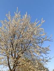 tree in bloom
