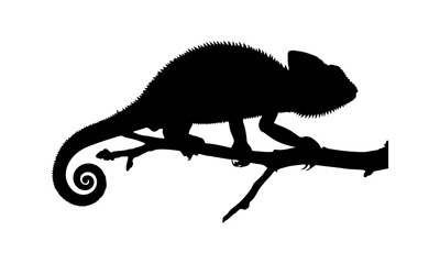 Fototapeta premium Silhouette of a lizard and dinosaur on white background.