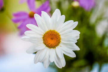 macro photo of a daisy flower