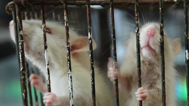Two white rats behind metal cage bars. Close-up view shows curious behavior and confinement. Ideal for themes of pets, lab animals, captivity, or animal rights and science-related visuals.