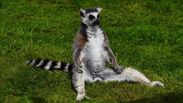 Ring-tailed lemur (lemur catta) sits on green grass enjoying the warm sunlight. slow motion