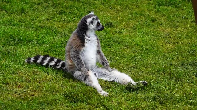 Ring-tailed lemur (lemur catta) sits on green grass enjoying the warm sunlight. slow motion