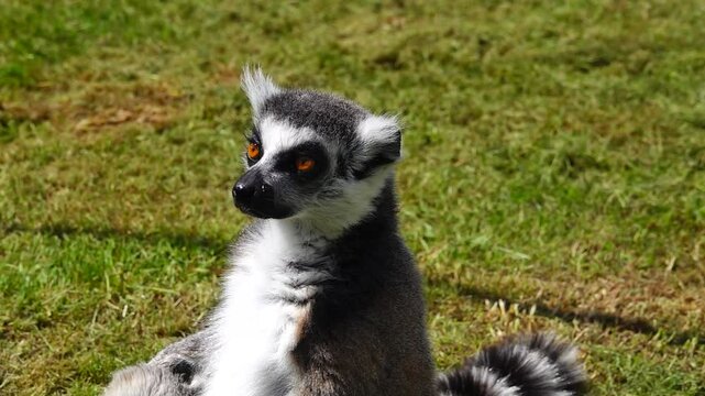 Ring-tailed lemur (lemur catta) sits on green grass enjoying the warm sunlight. slow motion