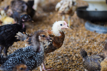 golden misri poultry farming, Close up hen in the chicken farm.Concept organics farm, organic...