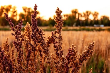 Golden field grasses at sunset.  Close-up of dried,  brown-purple plants against a background of golden-toned fields and trees