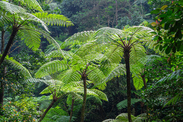 Lush tropical rainforest with giant tree ferns and dense green foliage under natural daylight. The...