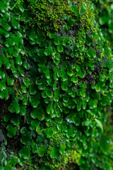 Obraz premium Close-up of lush green moss and tiny leafy plants growing on a moist rock in a tropical forest. The rich texture and vivid colors highlight the beauty of untouched natural ecosystems.