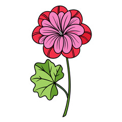 red geranium flower isolated on white background