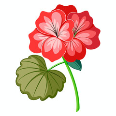 geranium flower on-white-background
