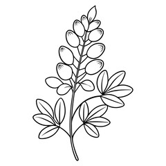 goat rue flower line art vector on-whit-background 