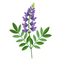  goat rue-flower vector illustration on-whit-background