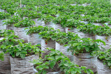 Wide view of a strawberry farm with rows of plants growing in white plastic grow bags, featuring ripe and unripe fruits among green foliage in a natural setting.