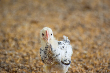 golden misri poultry farming, Close up hen in the chicken farm.Concept organics farm, organic...