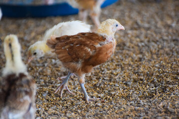 golden misri poultry farming, Close up hen in the chicken farm.Concept organics farm, organic...