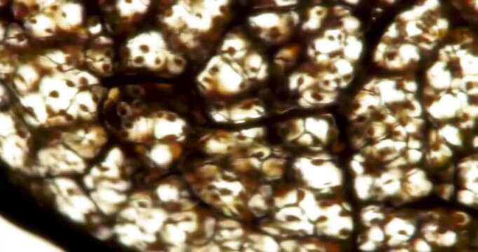 Microscopic view of lacrimal gland tissue. Histology slide showing acini and cellular structures under a light microscope for scientific study.