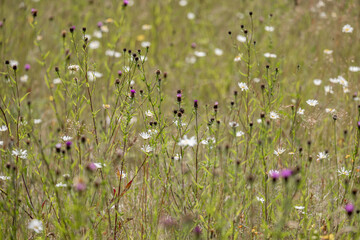 A wildflower meadow in rural Sussex, on a summer's day