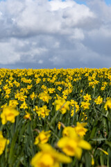 A field of vibrant daffodils in Wales, on a sunny early spring day