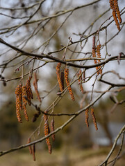 tree branches with fringes