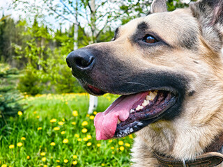 Close-up view of an Eastern European Shepherd enjoying a sunny day in a vibrant meadow filled with dandelions