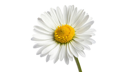 common daisy blossom isolated on transparent background