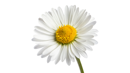 common daisy blossom isolated on transparent background
