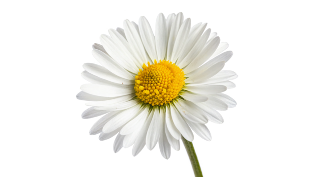 common daisy blossom isolated on transparent background
