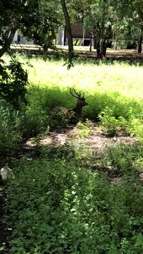Deer Resting in a Meadow, Surrounded by Greenery, Summer Vacation in Asia