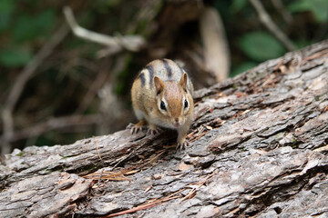 Chipmunk on a log