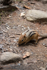 Chipmunk on a the ground eating seeds