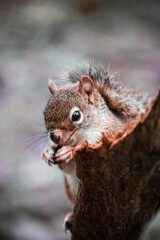 Squirrel behind a log
