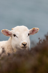 Happy spring lamb in wales
