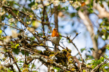 Robin singing a morning chorus