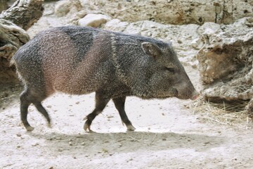 Collared peccary walking on sandy ground. Javelina moving in natural habitat. Pecari tajacu walking profile view. Collared peccary foraging on ground. Single collared peccary in captivity