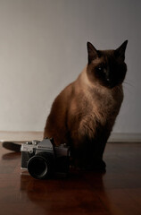 Curious cat playing with old camera