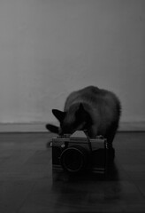 Curious cat playing with old camera