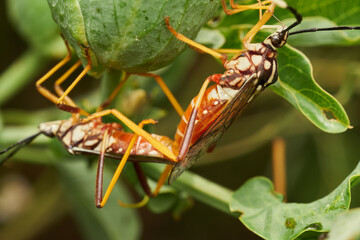 Mating insects captured on green leaf