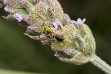 Metallic fly resting on lavender flower