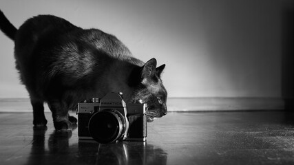 Curious cat playing with old camera
