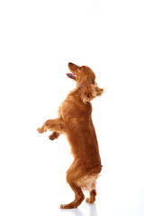 English Cocker Spaniel puppy on a white background